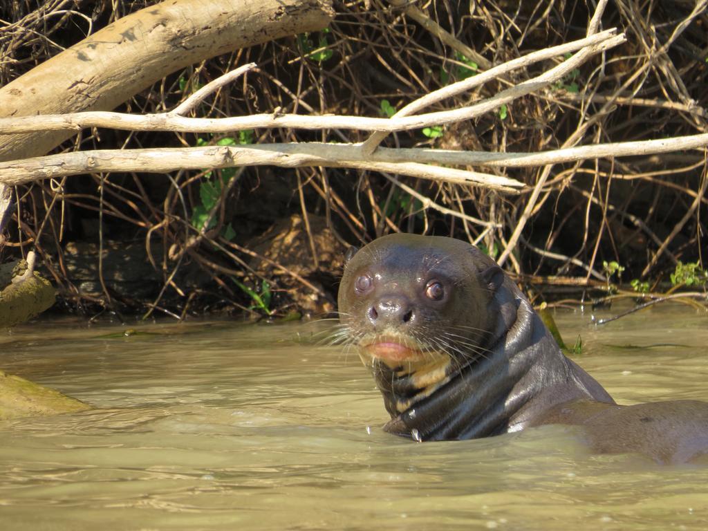 Pousada Reserva Ecologica Jaguar Poconé Εξωτερικό φωτογραφία