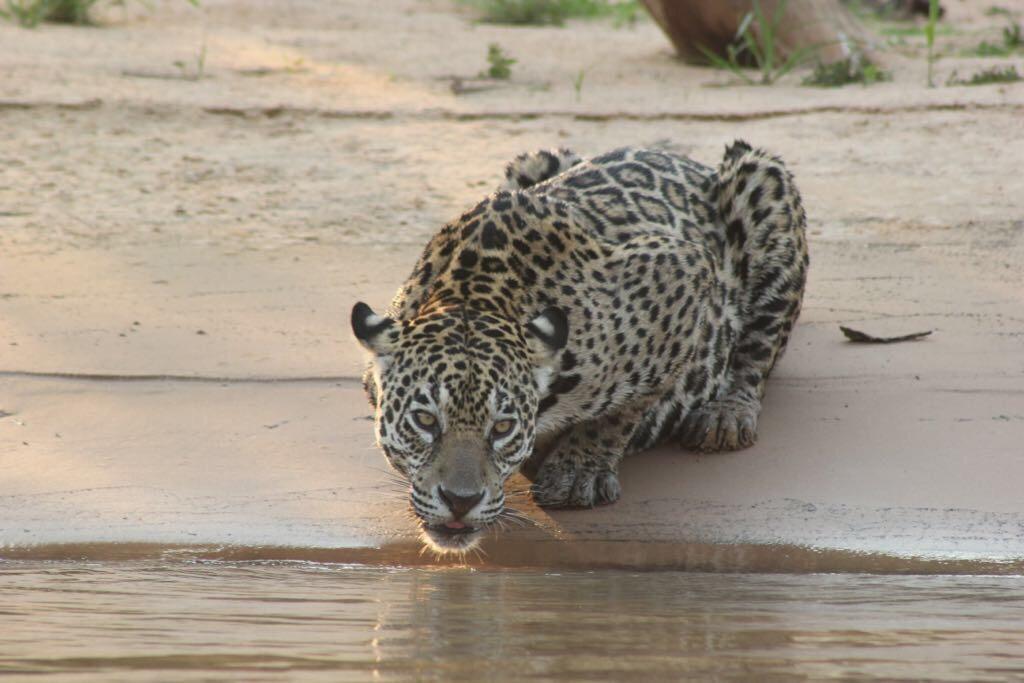 Pousada Reserva Ecologica Jaguar Poconé Εξωτερικό φωτογραφία
