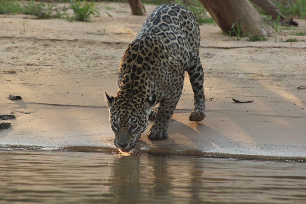 Pousada Reserva Ecologica Jaguar Poconé Εξωτερικό φωτογραφία
