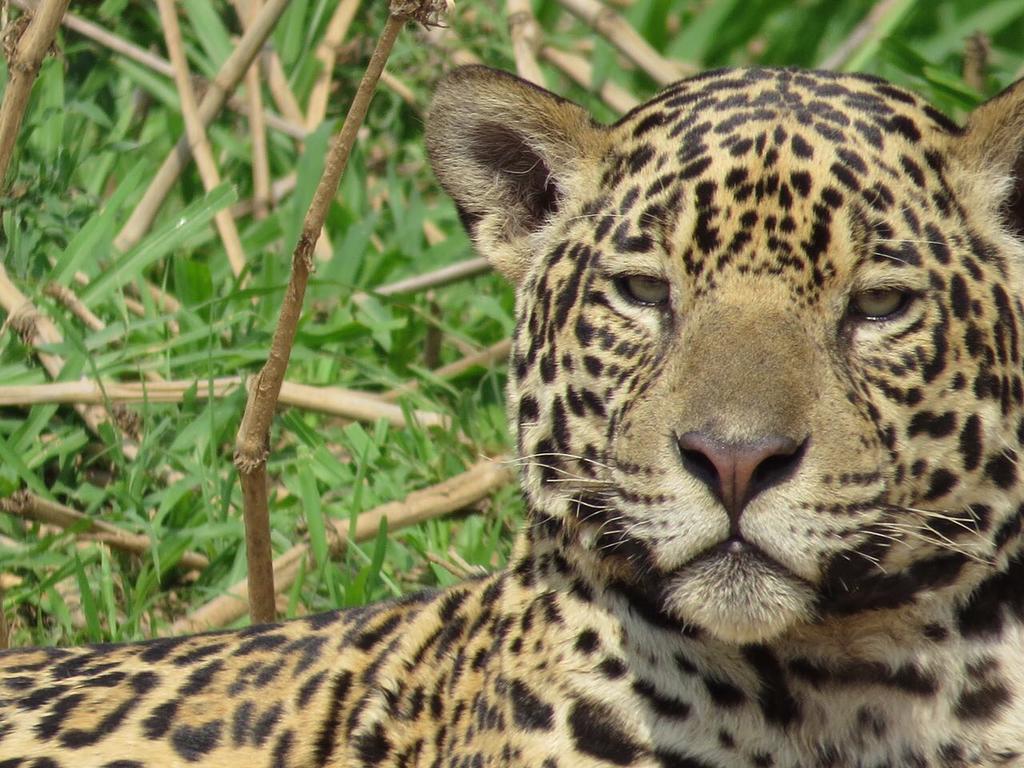 Pousada Reserva Ecologica Jaguar Poconé Εξωτερικό φωτογραφία