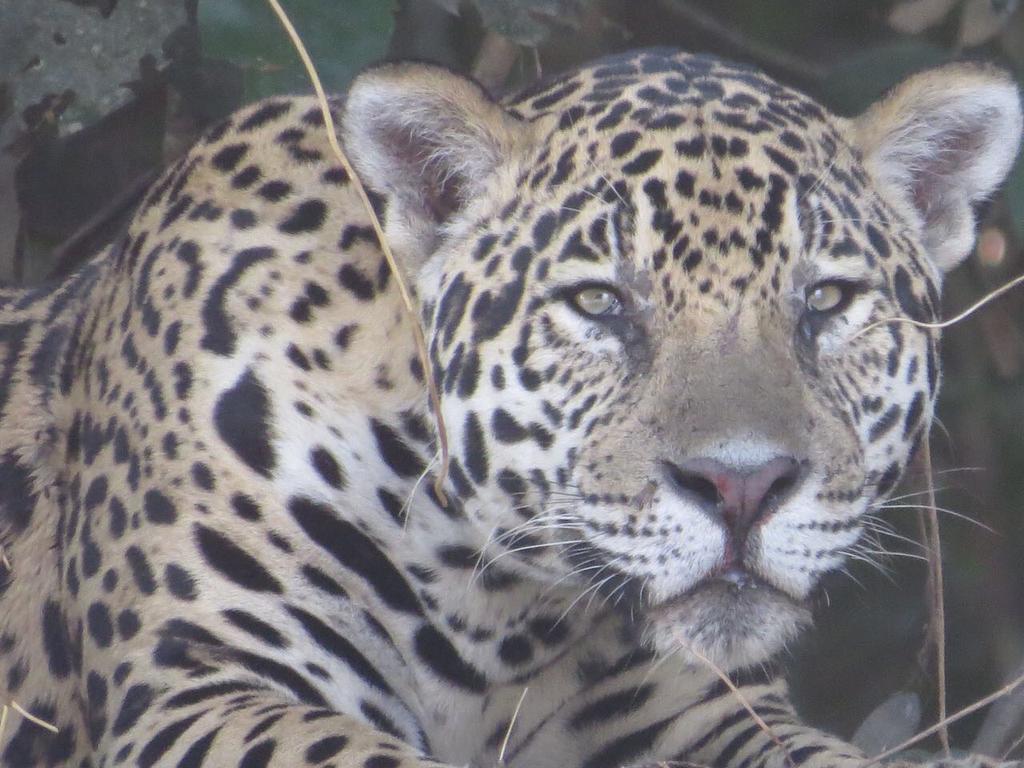 Pousada Reserva Ecologica Jaguar Poconé Εξωτερικό φωτογραφία