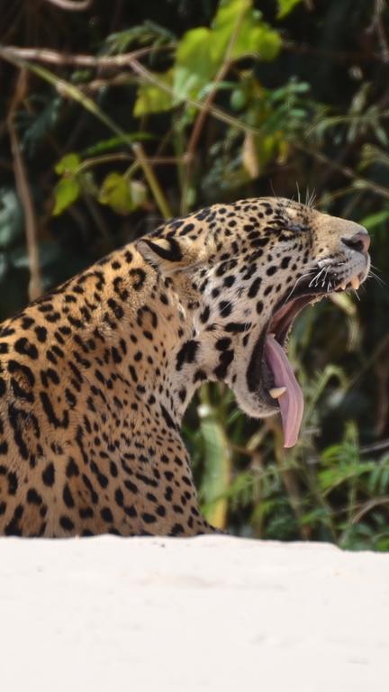 Pousada Reserva Ecologica Jaguar Poconé Εξωτερικό φωτογραφία